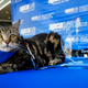 Illustration for article titled Hero Cat Receives ‘Hero Dog’ Award for Rescuing Child From Attack